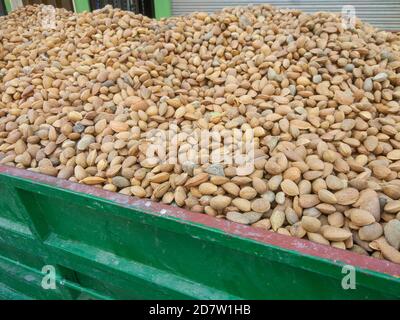 Amandes de la variété 'Dessmayo Larqueta' récoltées à Utiel, Valence (Espagne) Banque D'Images