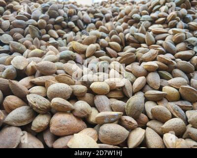 Amandes de la variété 'Dessmayo Larqueta' récoltées à Utiel, Valence (Espagne) Banque D'Images