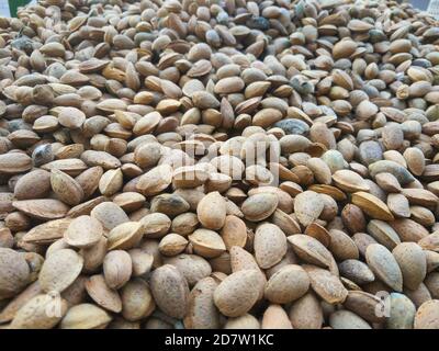 Amandes de la variété 'Dessmayo Larqueta' récoltées à Utiel, Valence (Espagne) Banque D'Images