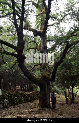 La forêt de Monte Artu Banque D'Images