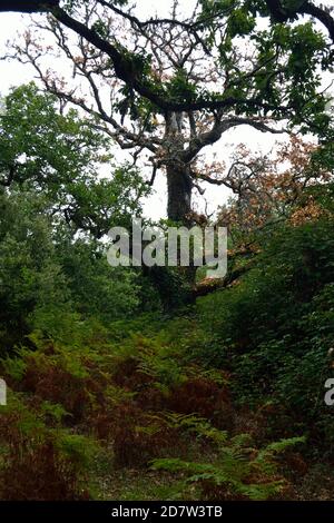 La forêt de Monte Artu Banque D'Images