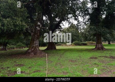 La forêt de Monte Artu Banque D'Images