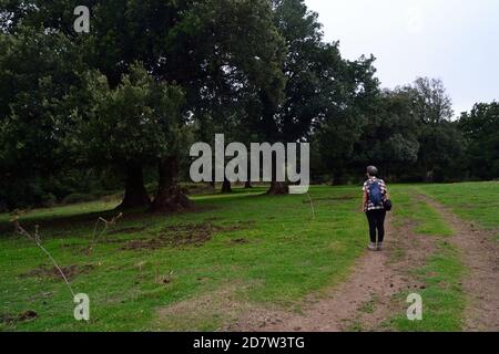 La forêt de Monte Artu Banque D'Images