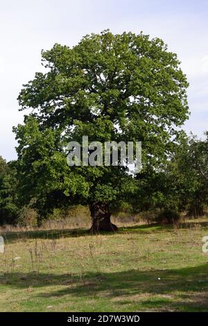 La forêt de Monte Artu Banque D'Images