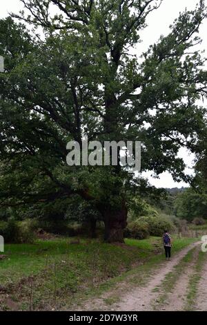 La forêt de Monte Artu Banque D'Images