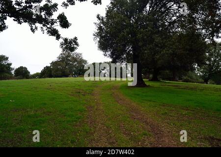 La forêt de Monte Artu Banque D'Images