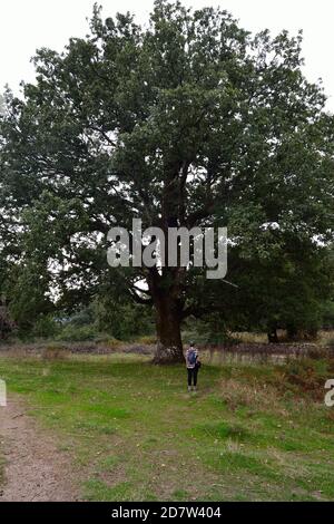 La forêt de Monte Artu Banque D'Images