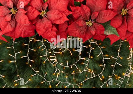 Joyeux Noël. lay plat avec poinsettia et lumières de Noël sur fond de tapis vert. Banque D'Images