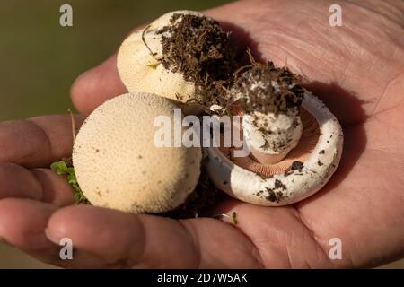 Les mains de l'homme montrant un groupe de champignons variés, trouvés dans les forêts près de la petite ville de Luesia, à Aragon, Espagne. Banque D'Images