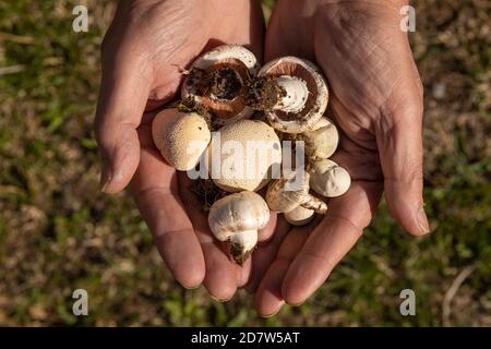 Les mains de l'homme montrant un groupe de champignons variés, trouvés dans les forêts près de la petite ville de Luesia, à Aragon, Espagne. Banque D'Images