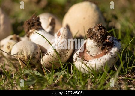 Un groupe de champignons variés, trouvés parmi les forêts près de la petite ville de Luesia, à Aragon, Espagne. Banque D'Images