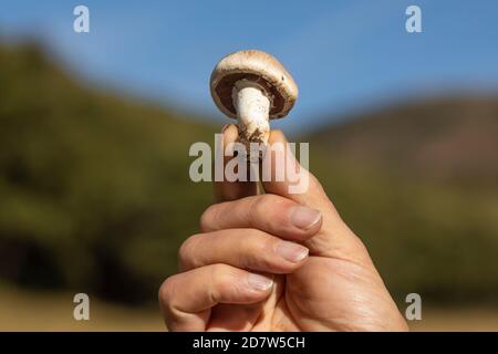 Main de l'homme montrant un champignon trouvé parmi les forêts près de la petite ville de Luesia, à Aragon, Espagne. Banque D'Images