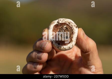 Main de l'homme montrant un champignon trouvé parmi les forêts près de la petite ville de Luesia, à Aragon, Espagne. Banque D'Images