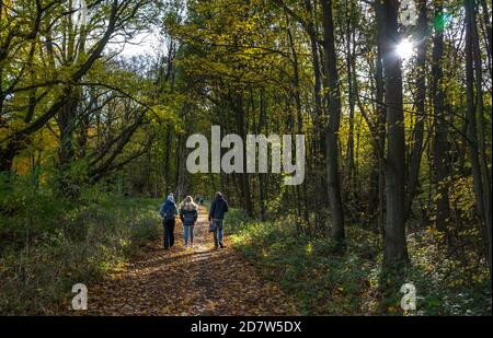 Les gens qui marchent sur une chaussée à travers un bois typique dans la forêt de Sherwood d'arbres à feuilles caduques. Banque D'Images