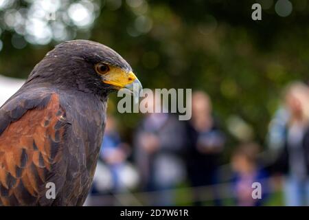 Un portrait en gros plan d'un faucon de harris, également appelé faucon dusky. Vous pouvez voir les plumes brunes sur l'aile des oiseaux et la netteté de son bec jaune Banque D'Images