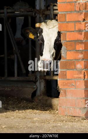 Un portrait d'une vache qui colle la tête au-delà du ouverture de la porte en brique rouge d'une grande grange où elle prend refuge et mange avec toutes les autres vaches o Banque D'Images