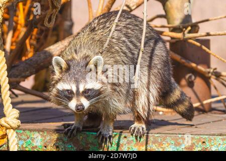 raton laveur assis sur des rochers dans le zoo Banque D'Images