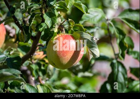 De grandes pommes braeburn douces mûrissent sur l'arbre dans le verger de fruits gros plan Banque D'Images