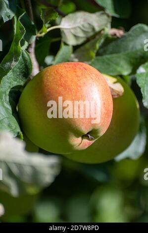 De grandes pommes braeburn douces mûrissent sur l'arbre dans le verger de fruits gros plan Banque D'Images