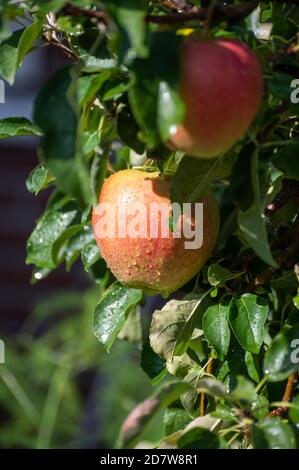 De grandes pommes braeburn douces mûrissent sur l'arbre dans le verger de fruits gros plan Banque D'Images