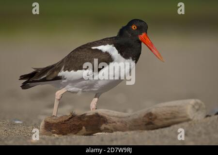 L'Oystercatcher américain approche de son Nest sur la plage de Nauset à Eastham, ma sur Cape Cod Banque D'Images