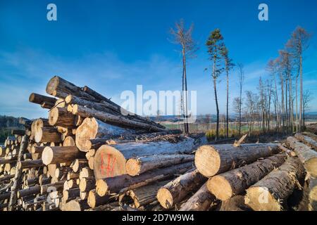 Pile de bois de grumes sciées dans le paysage rural de printemps. Déforestation due à la calamité du coléoptère de l'écorce. Gros plan de troncs abattus coupés, restes d'arbres en arrière-plan. Banque D'Images