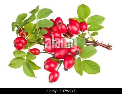 Côtes rouges mûres sur les branches de briar épineuses. Rosa canina. Gros plan des hanches de rose douce et brillante sur les petites branches de brier avec des feuilles vertes luxuriantes et des épines aiguisées. Banque D'Images