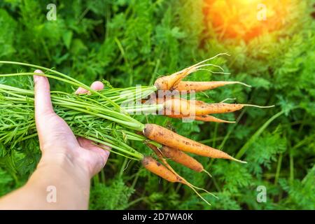 agriculteur, travailleur qui tient entre les mains la récolte de carottes fraîches d'orange. Banque D'Images