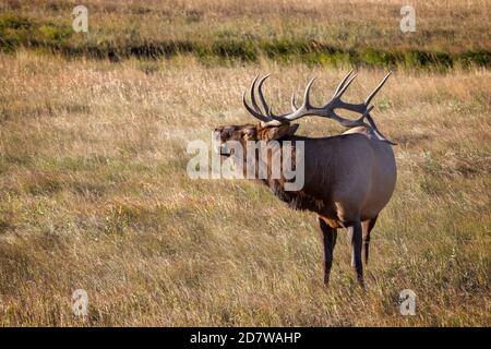 Un wapiti de taureau masculin appelant pour son Harem pendant le Saison de rutting dans le parc national des montagnes Rocheuses situé à Estes Parc Colorado Banque D'Images