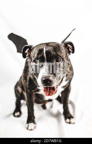 Le chien souriant anglais Staffordshire Bull Terrier (staffie) porte une chauve-souris amusante Costume d'ailes pour Halloween sur fond blanc Banque D'Images