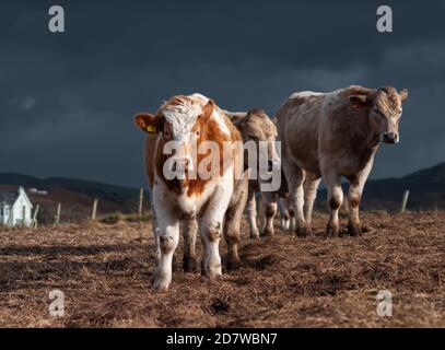 Portencross, Écosse, Royaume-Uni. 25 octobre 2020. Météo au Royaume-Uni : bétail sur une ferme côtière. Credit: SKULLY/Alay Live News Banque D'Images