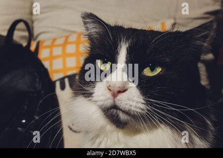 Un chat mignon se détend et rêve sur un lit. Banque D'Images