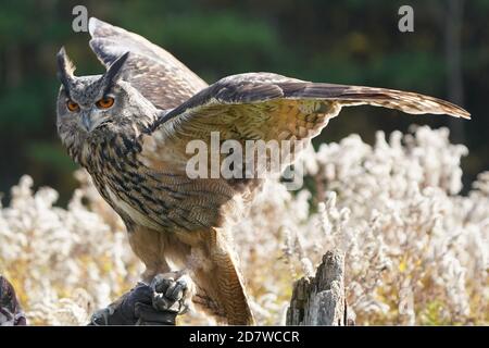 La Chevêche eurasienne perching avec des ailes surélevées Banque D'Images