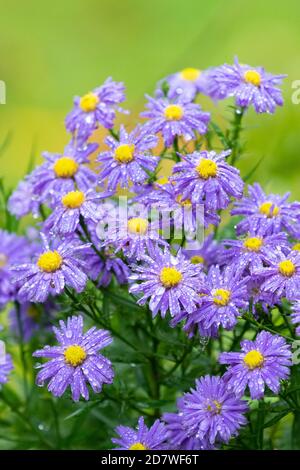 Fleurs Aster couvertes de gouttes de pluie dans le jardin d'automne - ROYAUME-UNI Banque D'Images
