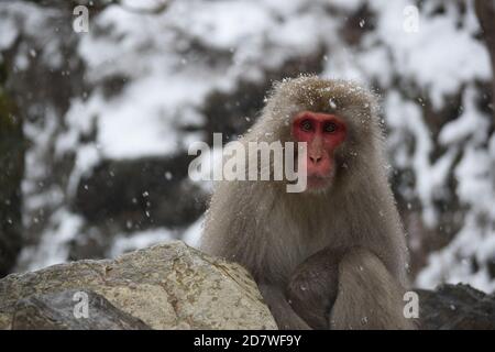 Macaque japonais mâle à Jigokudani Banque D'Images