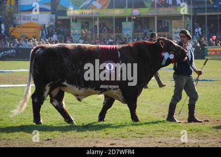 Vache gagnante Banque D'Images