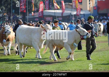 Vache gagnante Banque D'Images