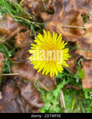 CHARDON VIVACE SOW Sonchus arvensis aka Field sowchardon. Photo : Tony Gale Banque D'Images