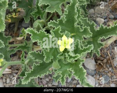 ÉCUREUIL de CUMCUMBER Ecballium elaterium sur Rhodes. Photo : Tony Gale Banque D'Images