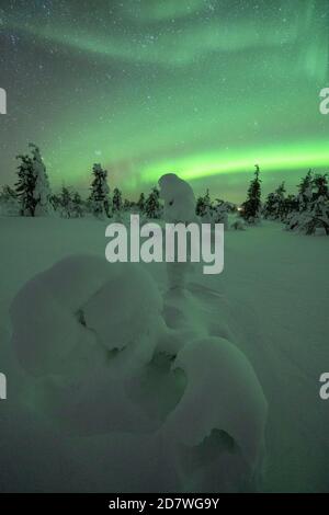 Arbustes nains gelés dans la neige illuminée par les aurores boréales, parc national de Pallas-Yllastunturi, Muonio, Laponie, Finlande Banque D'Images