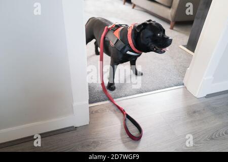 Staffordshire Bull Terrier chien portant un harnais et de plomb à l'intérieur attendant d'aller pour une promenade. Il se trouve à la porte d'un salon. Banque D'Images