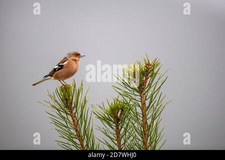 Chaffin commun de sexe masculin Fringilla coelebs perching sur le dessus de un petit pin avec un ciel gris diffus dedans Le parc national de Cairngorms en Écosse Banque D'Images