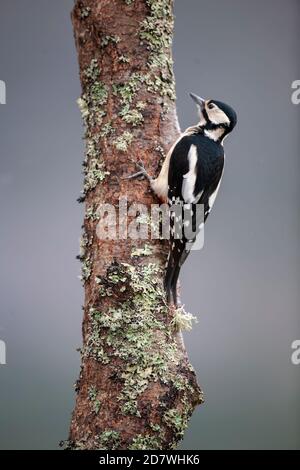 Grand pic tacheté adulte (femelle) Dendrocopos majeur accrochant au écorce d'un bouleau argenté recouvert de lichen dans Les Cairngorms Ecosse Banque D'Images