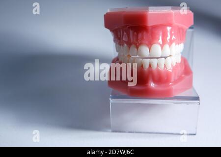 Modèle de la mâchoire d'un homme avec des dents égales. Le concept de soins pour la cavité buccale. Copier l'espace Banque D'Images