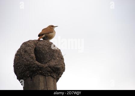 Oiseau debout dans un nid de Hornero Banque D'Images