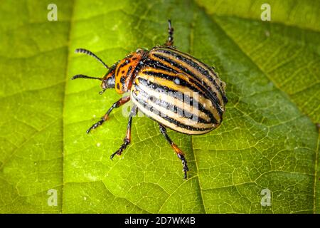 Photo macro d'un coléoptère de la pomme de terre du Colorado assis sur une laisse verte avec de fines éclaboussures d'eau sur son corps, cette insecte de la pomme de terre est un ravageur majeur des cultures de pommes de terre Banque D'Images