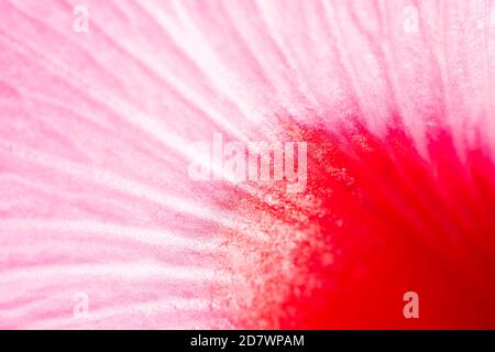 Hibiscus Juno gros plan détail des couleurs vives Banque D'Images