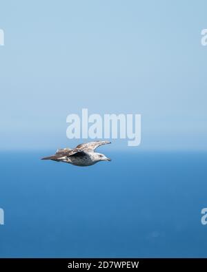 Goéland volant au-dessus de l'océan, sur fond bleu Banque D'Images