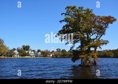 Cyprès chauve dans la baie au large d'Edenton en Caroline du Nord. Banque D'Images