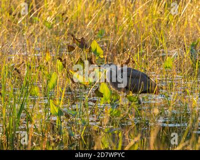 Super pêche au héron bleu au coucher du soleil Banque D'Images
